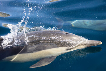 dolphin in water