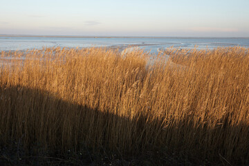 Delta del Po reed bed