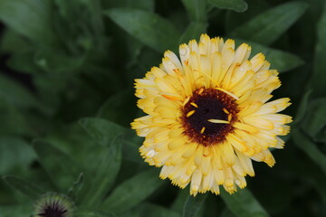 Obraz premium Caléndula después de una tormenta - Marigold after a storm