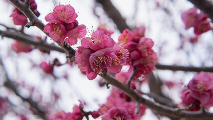 日本で咲く梅の花