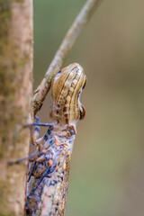 A Fulgora laternaria in the Amazon rainforest