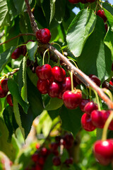 Obraz premium Closeup of green sweet cherry tree branches with ripe juicy berries in garden. Harvest time