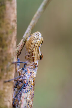 A Fulgora laternaria in the Amazon rainforest