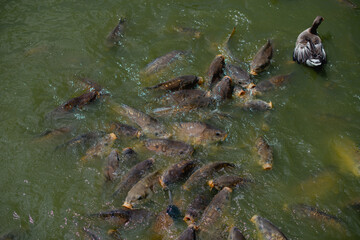 The fish are eating food in the pond,Feeding