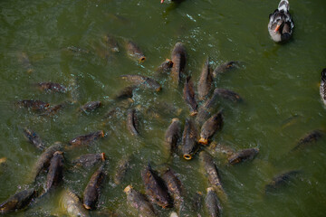 
eine sehr große Anzahl von Fischen im See