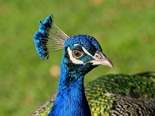 Naklejka premium Peacock head close-up on a sunny spring day