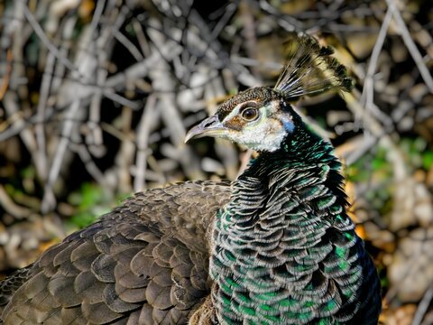 Peahen head close-up on a sunny spring day