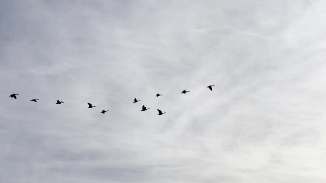 Flock of Canada geese fly in silhouette in front of sun