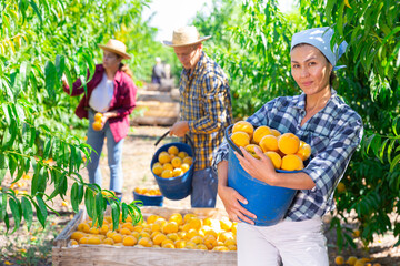 Obraz premium Portrait of smiling Asian woman working in farm orchard during summer harvest time, holding fresh ripe sweet peaches in bucket
