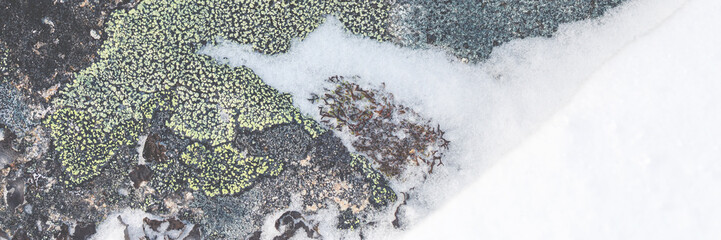 Lichen stone in the snow. Natural winter background. Closeup top view. The nature of the Arctic. Polar region.