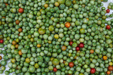 Colorful variety of wild tomatoes. Top view of tomato(Lycopersicum Esculentum Mill)