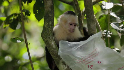 capuchin monkey about to put a waste plastic bag over its head at manuel antonio national park of costa rica © chris