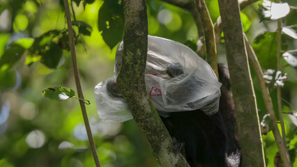 capuchin monkey with a plastic bag on its head at manuel antonio national park in costa rica