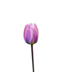 Pink tulip isolated cutout on transparent