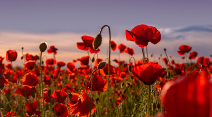 Anzac background. Poppy field, Remembrance, Memorial armistice Day. Poppies banner. Anzac banner. Remember for Anzac, Historic war memory.