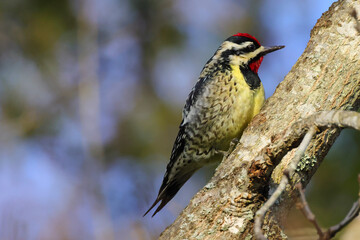 Yellow-bellied sapsucker perched on a limb on a sunny day against a blue, blurry backgroung. 