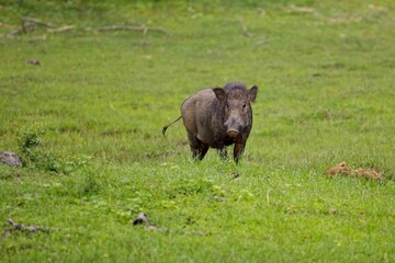 The Indian boar (Sus scrofa cristatus), also known as the Andamanese pig or Moupin pig. Yala national park. Sri Lanka, Prase Divoké cejlonské