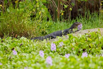Asian water monitor - Varanus salvator also common water monitor, large varanid lizard native to South and Southeast Asia (kabaragoya, two-banded monitor, rice lizard, ring lizard, plain lizard.