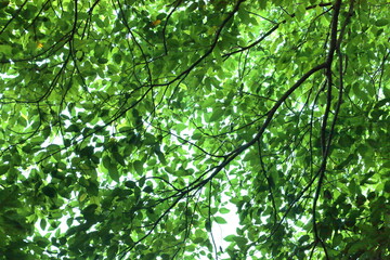 Fresh green leaves on the branches. Green leaf background on tree branch on white background with copy space and focus.
