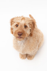 A golden cockapoo puppy isolated against a white background