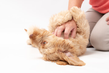 A golden cockapoo puppy isolated against a white background