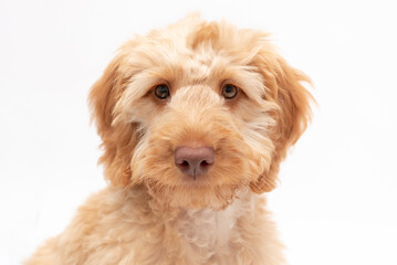 A golden cockapoo puppy isolated against a white background