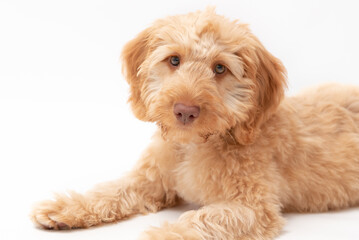 A golden cockapoo puppy isolated against a white background