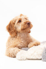 A golden cockapoo puppy isolated against a white background