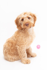 A golden cockapoo puppy isolated against a white background