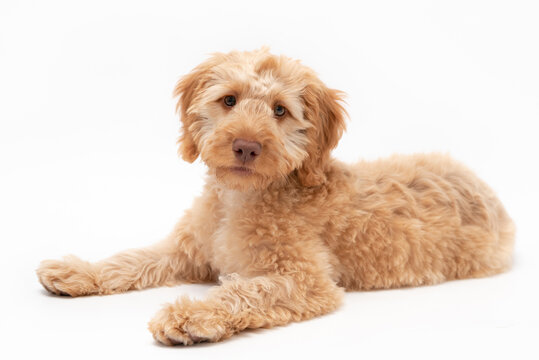 A golden cockapoo puppy isolated against a white background