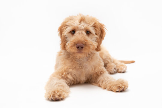 A golden cockapoo puppy isolated against a white background