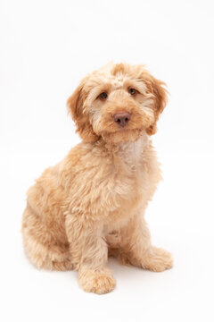 A golden cockapoo puppy isolated against a white background