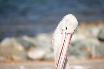 Pelican relaxing at marina by the seaside close up