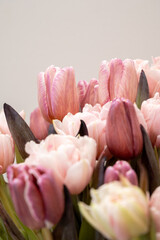Fototapeta premium Fresh blooming pink tulips