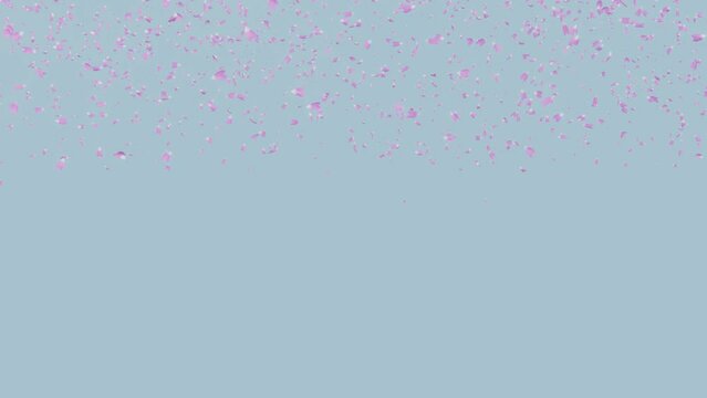 Looping cherry blossom petals falling on the blue background 3d modeling animation as looping long version.