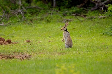 The Indian hare (Lepus nigricollis), also known as the black-naped hare, is a common species of hare native to the Indian subcontinent