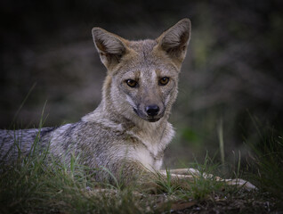 Fototapeta premium Zorro en la hierba detalle