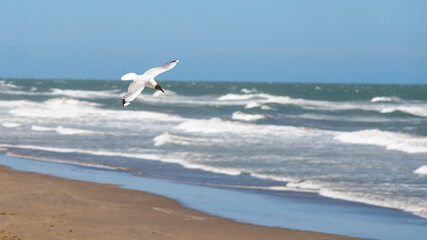 Fototapeta na wymiar Bird flying over the beach
