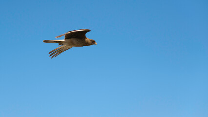 Bird flying over the beach