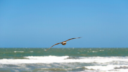 Chimango bird flying over the beach