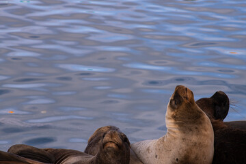 Mar del Plata, Buenos Aires, Argentina. 20-09-2021. Sea lion in the port of Mar del Plata. Tourist...