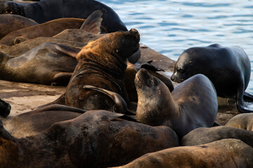 Mar del Plata, Buenos Aires, Argentina. 20-09-2021. Sea lion in the port of Mar del Plata. Tourist...