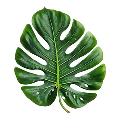 realistic colorful tropical leaf digital illustration, clear background, png, Generative ai, ai