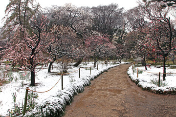 Fototapeta premium 小石川後楽園, 雪,冬,梅林