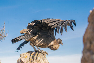 condor andino aleteando en una roca 