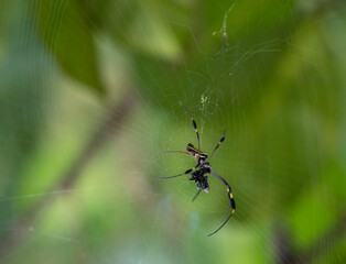 South America Banana Tree Spider
Cupiennius coccineus
Cupiennius cubae 
Cupiennius foliatus 
Cupiennius getazi 

