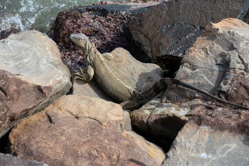 Rhinoceros Iguana South America