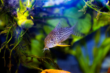 Corydoras haraldschultzi is a tropical freshwater fish belonging to the Corydoradinae