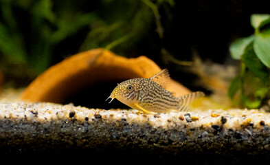 Corydoras sterbai - (Sterba's Cory)