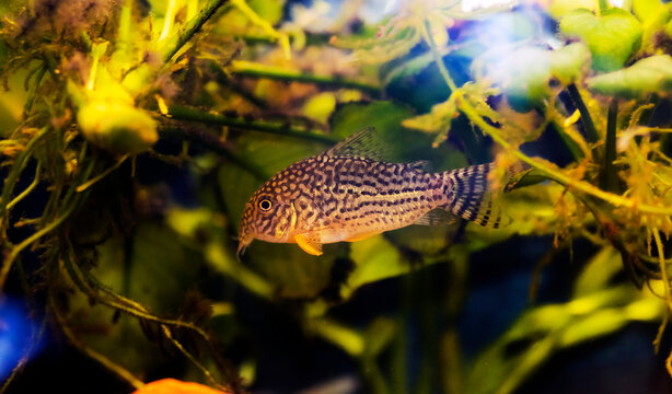 Corydoras sterbai - (Sterba's Cory)